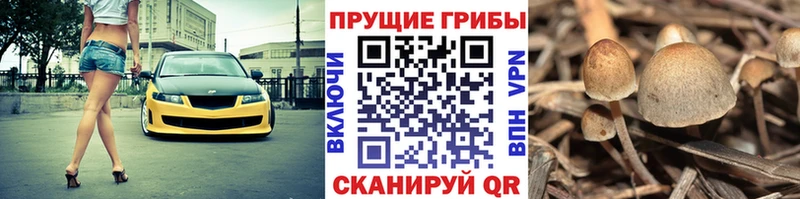 Псилоцибиновые грибы мицелий  Нижняя Тура 